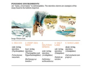 This archaebacterium lives at 85oC, a temperature lethal for regular bacteria as well as multicellular plants and animals.