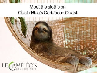 Meet the sloths on Costa Rica's Caribbean coast