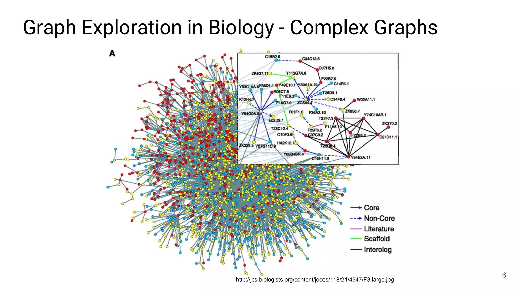 6
3,27 × 109
base pairs
Graph Exploration in Biology - Complex Graphs
http://jcs.biologists.org/content/joces/118/21/4947/F3.large.jpg
 