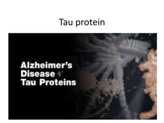 Tau protein

 