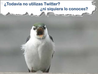 ¿Todavía no utilizas Twitter?                                 ¿ni siquiera lo conoces?