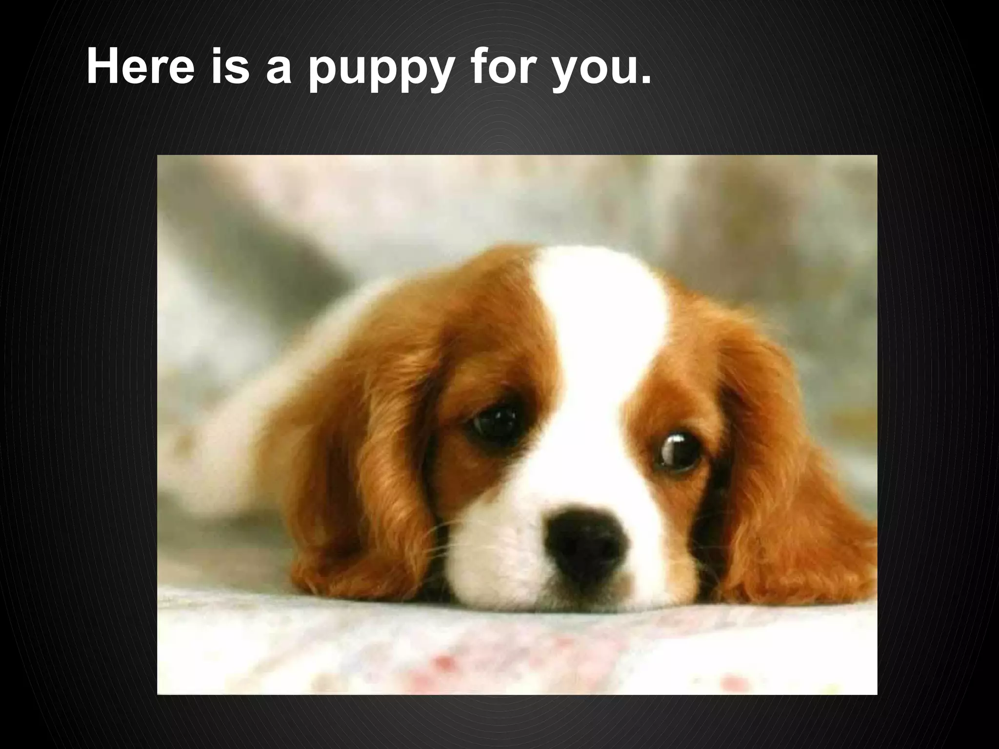 Here is a puppy for you.
 