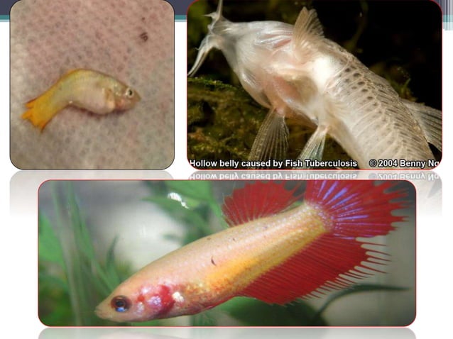 Stunning Fighting Bacterial Disease In Aquarium Fish Symptoms image