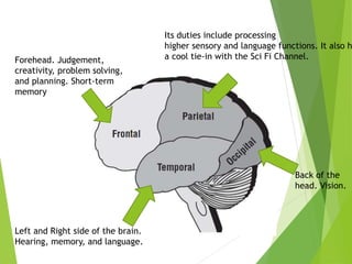 Back of the
head. Vision.
Left and Right side of the brain.
Hearing, memory, and language.
Forehead. Judgement,
creativity, problem solving,
and planning. Short-term
memory
Its duties include processing
higher sensory and language functions. It also h
a cool tie-in with the Sci Fi Channel.
 