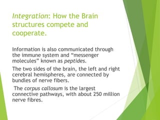 Integration: How the Brain
structures compete and
cooperate.
Information is also communicated through
the immune system and “messenger
molecules” known as peptides.
The two sides of the brain, the left and right
cerebral hemispheres, are connected by
bundles of nerve fibers.
The corpus callosum is the largest
connective pathways, with about 250 million
nerve fibres.
 
