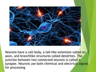 Neurons have a cell body, a tail-like extension called an
axon, and branchlike structures called dendrites. The
junction between two connected neurons is called a
synapse. Neurons use both chemical and electrical signals
for processing
 