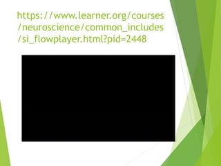 https://www.learner.org/courses
/neuroscience/common_includes
/si_flowplayer.html?pid=2448
 