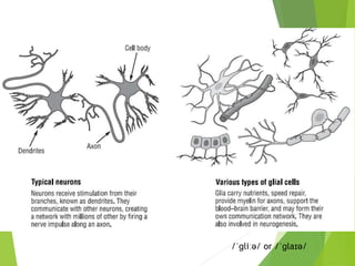 /ˈɡliːə/ or /ˈɡlaɪə/
 