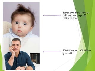 150 to 200 billion neuron
cells and we keep 100
billion of them.
500 billion to 1.000 billion
glial cells.
 