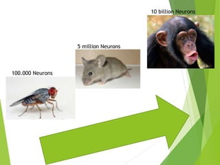 100.000 Neurons
5 million Neurons
10 billion Neurons
 