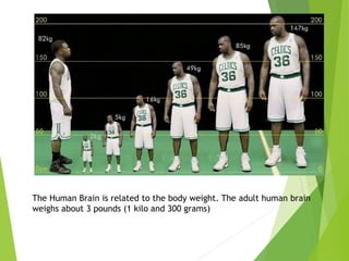 The Human Brain is related to the body weight. The adult human brain
weighs about 3 pounds (1 kilo and 300 grams)
 
