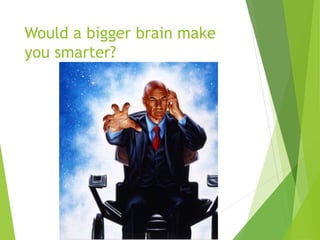 Would a bigger brain make
you smarter?
 