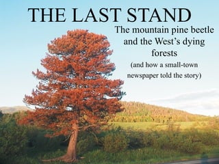 THE LAST STAND The mountain pine beetle and the West’s dying forests (and how a small-town newspaper told the story) 
