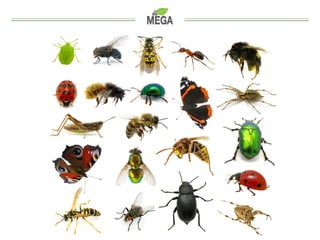 MEGA - Nature the Entrepreneur