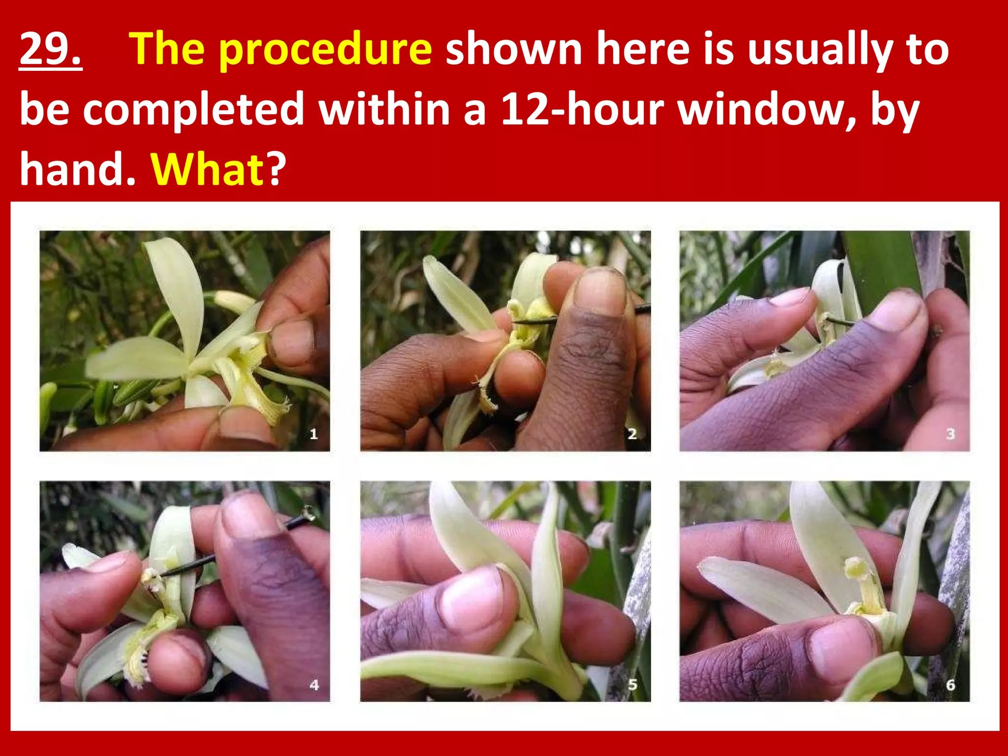 29.   The procedure  shown here is usually to be completed within a 12-hour window, by hand.  What ? 