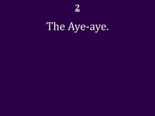 2

The Aye-aye.
 