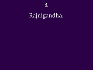 4

Rajnigandha.
 