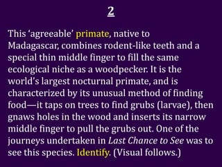 2
This ‘agreeable’ primate, native to
Madagascar, combines rodent-like teeth and a
special thin middle finger to fill the same
ecological niche as a woodpecker. It is the
world’s largest nocturnal primate, and is
characterized by its unusual method of finding
food—it taps on trees to find grubs (larvae), then
gnaws holes in the wood and inserts its narrow
middle finger to pull the grubs out. One of the
journeys undertaken in Last Chance to See was to
see this species. Identify. (Visual follows.)
 