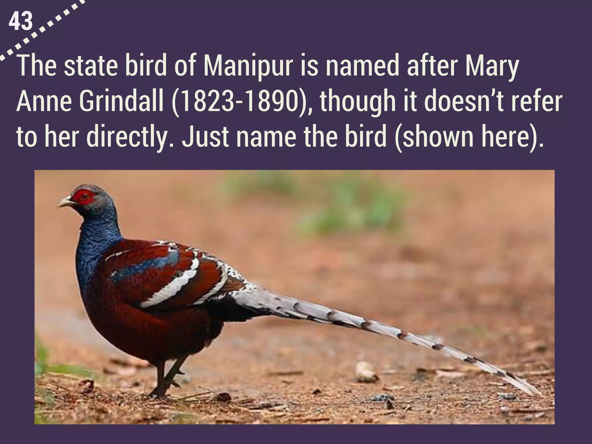 43
The state bird of Manipur is named after Mary
Anne Grindall (1823-1890), though it doesn’t refer
to her directly. Just name the bird (shown here).
 