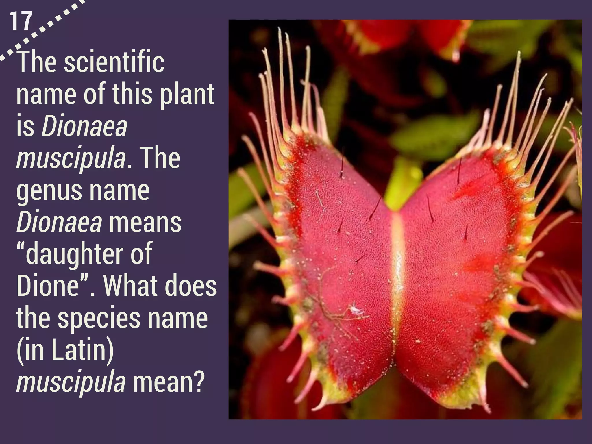 17
The scientific
name of this plant
is Dionaea
muscipula. The
genus name
Dionaea means
“daughter of
Dione”. What does
the species name
(in Latin)
muscipula mean?
 