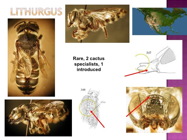 Identification Guide To The Megachilidae Genera Of Eastern