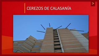>
CEREZOS DE CALASANÍA
 