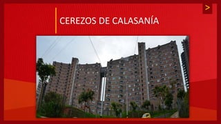 >
CEREZOS DE CALASANÍA
 