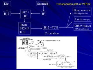 Transportation path of Vit B12
Diet Stomach
B12 IF
B12 +
IF
Ileum
B12+IF
TCII
B12 +TCII
Circulation
Bone marrow
(DNA synthesis)
Liver (storage)
Other tissues
(DNA synthesis)
 