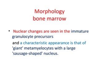 Morphology
bone marrow
• Nuclear changes are seen in the immature
granulocyte precursors
and a characteristic appearance is that of
'giant' metamyelocytes with a large
'sausage-shaped' nucleus.
 