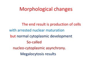 Morphological changes
The end result is production of cells
with arrested nuclear maturation
but normal cytoplasmic development
So-called
nucleo-cytoplasmic asynchrony.
Megalocytosis results
 