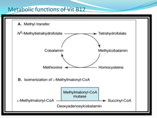 Metabolic functions of Vit B12
 