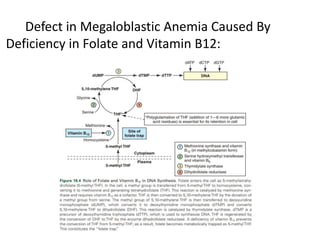 Defect in Megaloblastic Anemia Caused By
Deficiency in Folate and Vitamin B12:
 