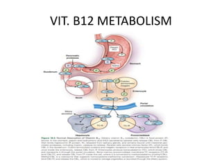 VIT. B12 METABOLISM
 