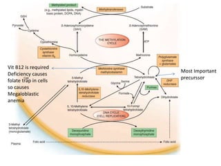 Most Important
precurssor
Vit B12 is required
Deficiency causes
folate trap in cells
so causes
Megaloblastic
anemia
 