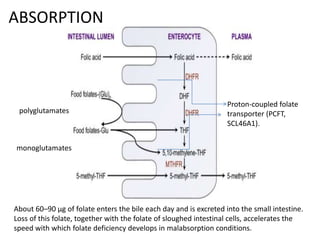 ABSORPTION
Proton-coupled folate
transporter (PCFT,
SCL46A1).
polyglutamates
monoglutamates
About 60–90 μg of folate enters the bile each day and is excreted into the small intestine.
Loss of this folate, together with the folate of sloughed intestinal cells, accelerates the
speed with which folate deficiency develops in malabsorption conditions.
 
