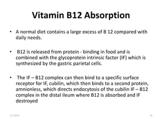 Vitamin B12 Absorption
• A normal diet contains a large excess of B 12 compared with
daily needs.
• B12 is released from protein - binding in food and is
combined with the glycoprotein intrinsic factor (IF) which is
synthesized by the gastric parietal cells.
• The IF – B12 complex can then bind to a specific surface
receptor for IF, cubilin, which then binds to a second protein,
amnionless, which directs endocytosis of the cubilin IF – B12
complex in the distal ileum where B12 is absorbed and IF
destroyed
2/1/2024 10
 