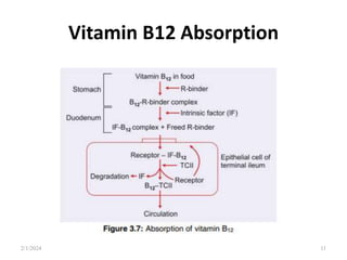 Vitamin B12 Absorption
2/1/2024 11
 