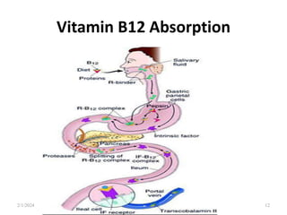 Vitamin B12 Absorption
2/1/2024 12
 