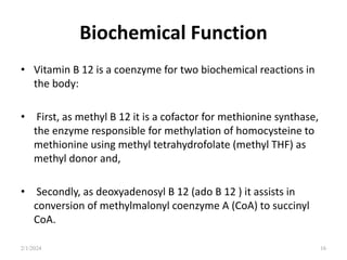 Biochemical Function
• Vitamin B 12 is a coenzyme for two biochemical reactions in
the body:
• First, as methyl B 12 it is a cofactor for methionine synthase,
the enzyme responsible for methylation of homocysteine to
methionine using methyl tetrahydrofolate (methyl THF) as
methyl donor and,
• Secondly, as deoxyadenosyl B 12 (ado B 12 ) it assists in
conversion of methylmalonyl coenzyme A (CoA) to succinyl
CoA.
2/1/2024 16
 
