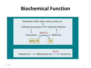 Biochemical Function
2/1/2024 17
 