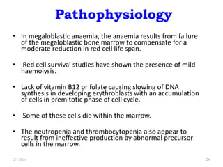 Pathophysiology
• In megaloblastic anaemia, the anaemia results from failure
of the megaloblastic bone marrow to compensate for a
moderate reduction in red cell life span.
• Red cell survival studies have shown the presence of mild
haemolysis.
• Lack of vitamin B12 or folate causing slowing of DNA
synthesis in developing erythroblasts with an accumulation
of cells in premitotic phase of cell cycle.
• Some of these cells die within the marrow.
• The neutropenia and thrombocytopenia also appear to
result from ineffective production by abnormal precursor
cells in the marrow.
2/1/2024 24
 