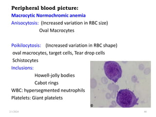 Peripheral blood picture:
Macrocytic Normochromic anemia
Anisocytosis: (Increased variation in RBC size)
Oval Macrocytes
Poikilocytosis: (Increased variation in RBC shape)
oval macrocytes, target cells, Tear drop cells
Schistocytes
Inclusions:
Howell-jolly bodies
Cabot rings
WBC: hypersegmented neutrophils
Platelets: Giant platelets
2/1/2024 40
 