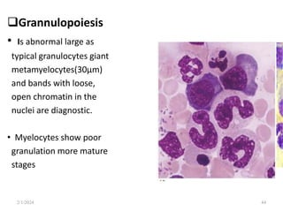 Grannulopoiesis
• Is abnormal large as
typical granulocytes giant
metamyelocytes(30µm)
and bands with loose,
open chromatin in the
nuclei are diagnostic.
• Myelocytes show poor
granulation more mature
stages
2/1/2024 44
 