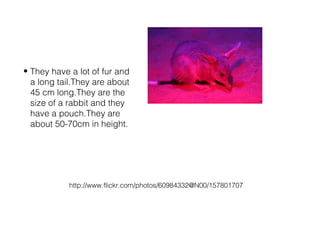• They have a lot of fur and
a long tail.They are about
45 cm long.They are the
size of a rabbit and they
have a pouch.They are
about 50-70cm in height.
http://www.flickr.com/photos/60984332@N00/157801707
 