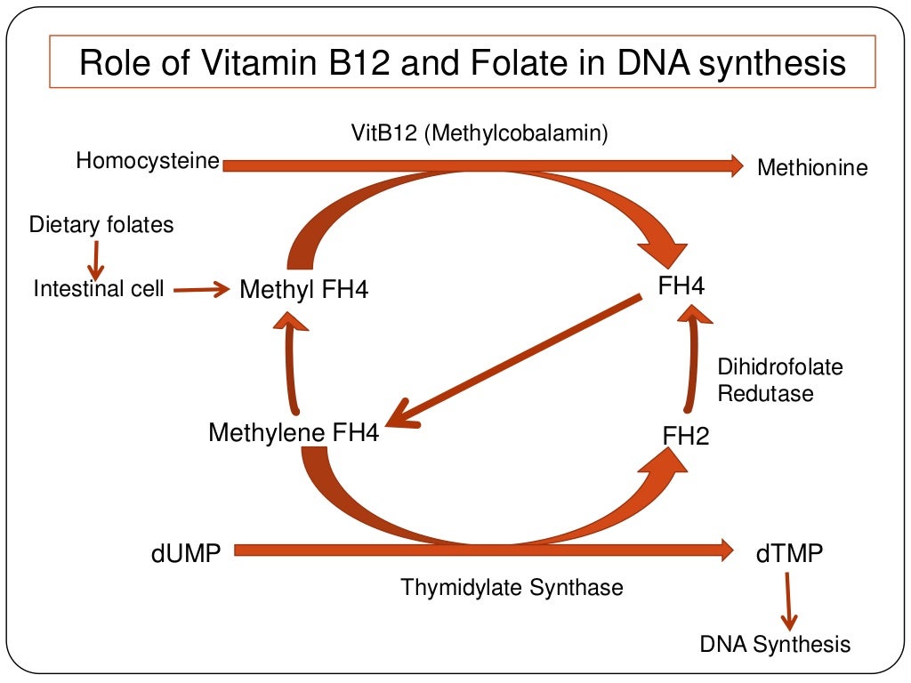 Megaloblastic Anaemia Vit B12 deficiency