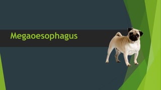 Megaoesophagus
 