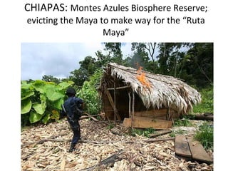 CHIAPAS:  Montes Azules Biosphere Reserve; evicting the Maya to make way for the “Ruta Maya” 