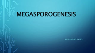 MEGASPOROGENESIS 
MUHAMMED SADIQ 
 