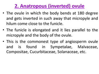 2. Anatropous (inverted) ovule
• The ovule in which the body bends at 180 degree
and gets inverted in such away that micropyle and
hilum come close to the funicle.
• The funicle is elongated and it lies parallel to the
micropyle and the body of the ovule.
• This is the commonest type of angiosperm ovule
and is found in Sympetalae, Malvaceae,
Compositae, Cucurbitaceae, Solanaceae, etc.
 