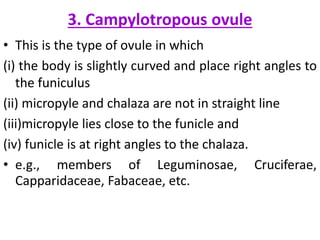 3. Campylotropous ovule
• This is the type of ovule in which
(i) the body is slightly curved and place right angles to
the funiculus
(ii) micropyle and chalaza are not in straight line
(iii)micropyle lies close to the funicle and
(iv) funicle is at right angles to the chalaza.
• e.g., members of Leguminosae, Cruciferae,
Capparidaceae, Fabaceae, etc.
 